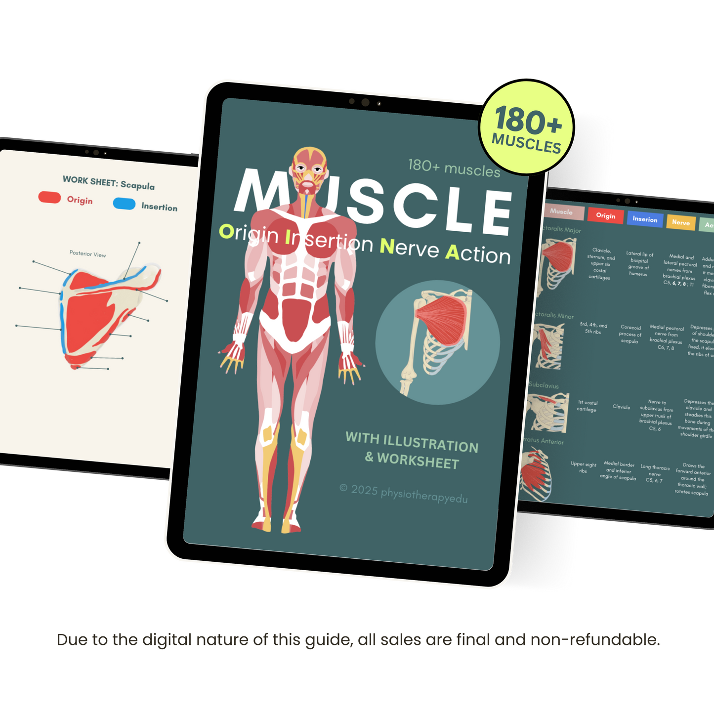 Premium Muscle Guide